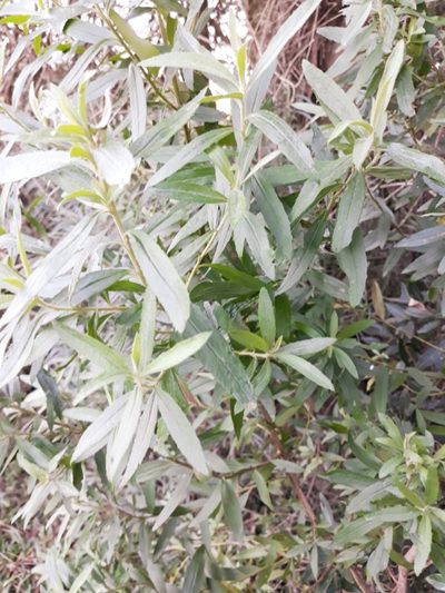Baccharis semiserrata, photographed by Edson Luis Fabro Gasperin
