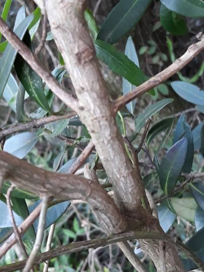 Baccharis semiserrata, photographed by Edson Luis Fabro Gasperin