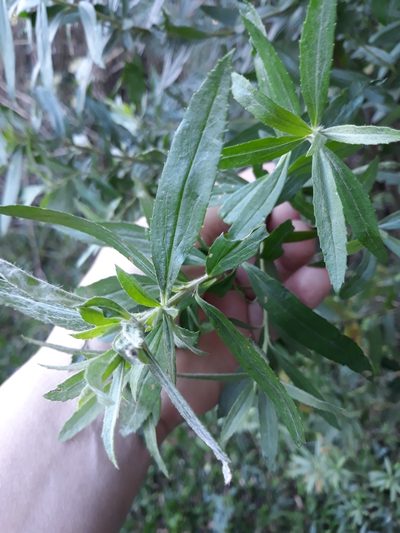 Baccharis semiserrata, photographed by Edson Luis Fabro Gasperin