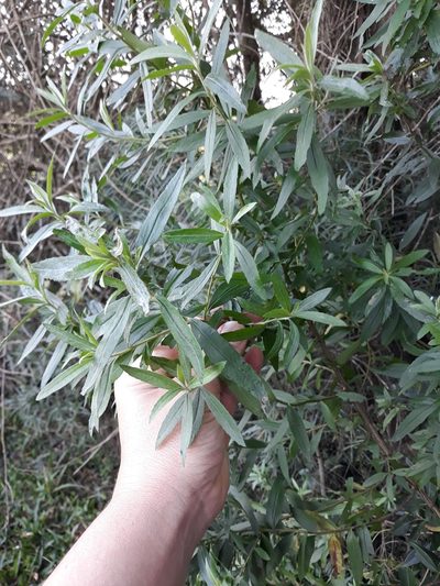 Baccharis semiserrata, photographed by Edson Luis Fabro Gasperin