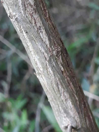 Baccharis semiserrata, photographed by Edson Luis Fabro Gasperin