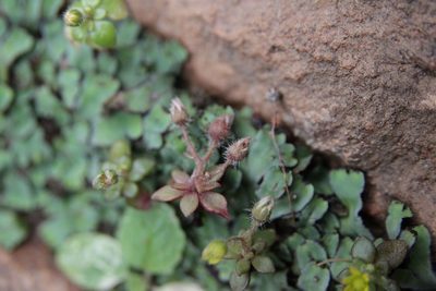 Sedum modestum, photographed by Olivier Argagnon