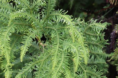 Sticherus umbraculifer, photographed by Tony Rebelo