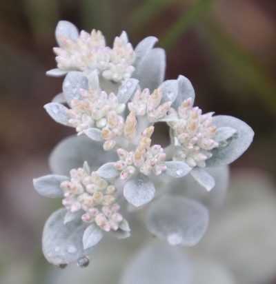 Helichrysum sutherlandii, photographed by Tony Rebelo