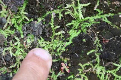 Selaginella mittenii, photographed by Tony Rebelo