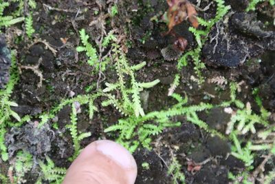 Selaginella mittenii, photographed by Tony Rebelo