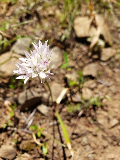 Allium fibrillum, photographed by Lauren Pfund