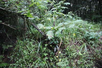 Solanum aculeatissimum, photographed by Tony Rebelo