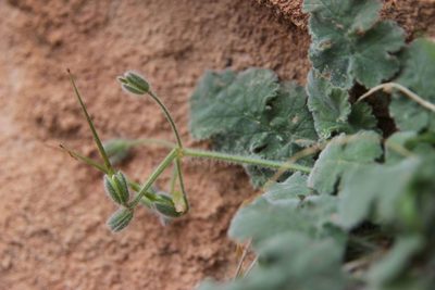 Erodium atlanticum, photographed by Olivier Argagnon