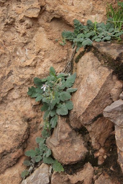 Erodium atlanticum, photographed by Olivier Argagnon