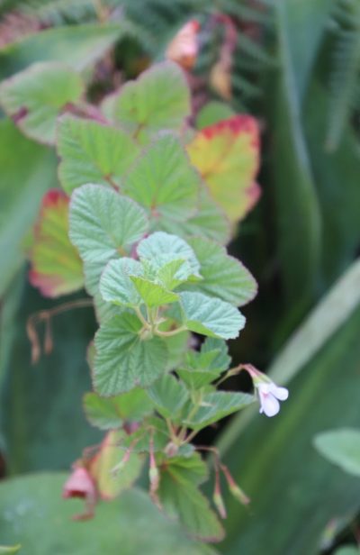 Pelargonium dispar, photographed by Tony Rebelo