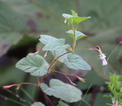 Pelargonium dispar, photographed by Tony Rebelo