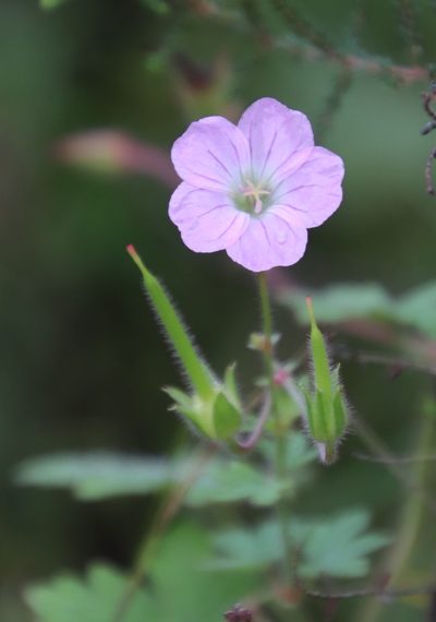 Geranium schlechteri, photographed by Tony Rebelo