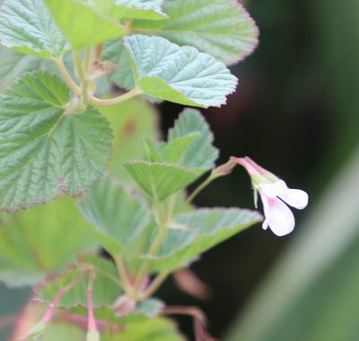 Pelargonium dispar, photographed by Tony Rebelo