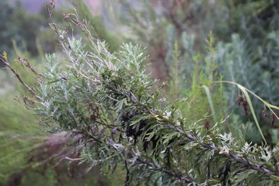 Senecio haygarthii, photographed by Tony Rebelo