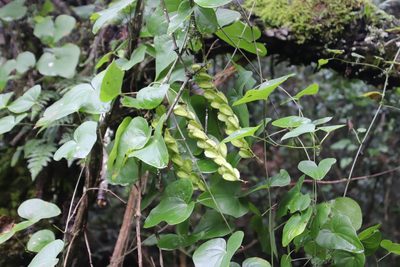 Dioscorea sylvatica, photographed by Tony Rebelo