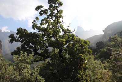 Greyia sutherlandii, photographed by Tony Rebelo