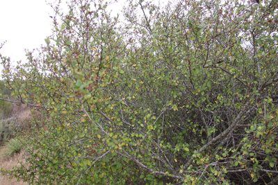 Ceanothus tomentosus, photographed by Millie Basden