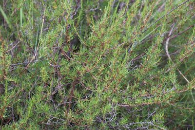 Cliffortia repens, photographed by Tony Rebelo