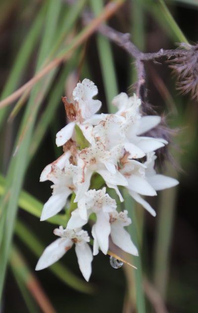 Brownleea galpinii, photographed by Tony Rebelo