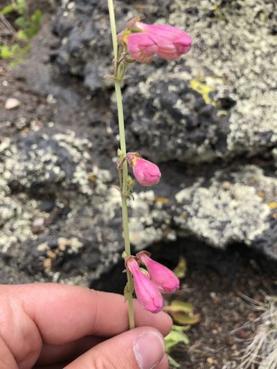 Penstemon clutei, photographed by Parker Hopkins