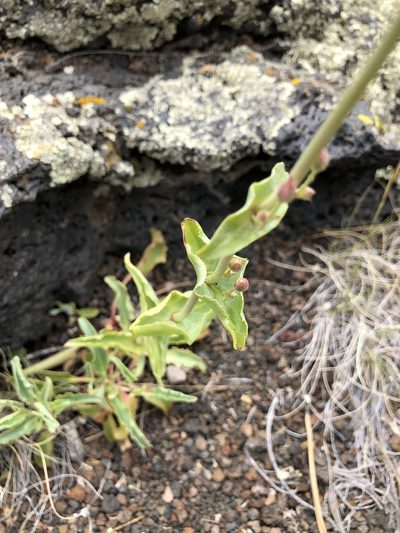 Penstemon clutei, photographed by Parker Hopkins