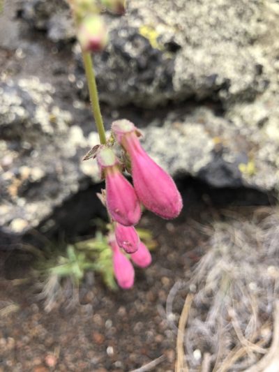 Penstemon clutei, photographed by Parker Hopkins