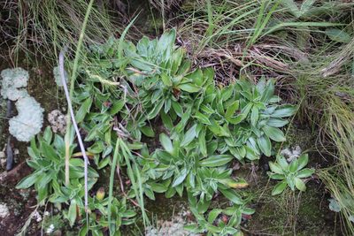 Helichrysum vernum, photographed by Tony Rebelo