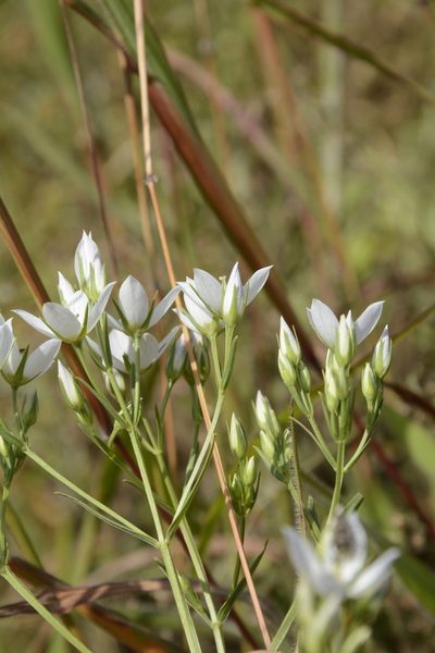 Swertia angustifolia, photographed by Siddarth Machado
