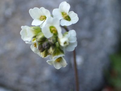 Draba arabisans, photographed by Allan Harris