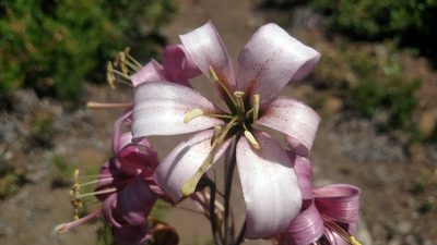 Lilium washingtonianum, photographed by Stephanie Taylor
