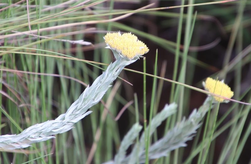 Helichrysum glomeratum, photographed by Tony Rebelo