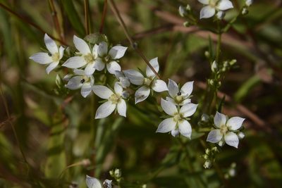 Swertia angustifolia, photographed by Siddarth Machado