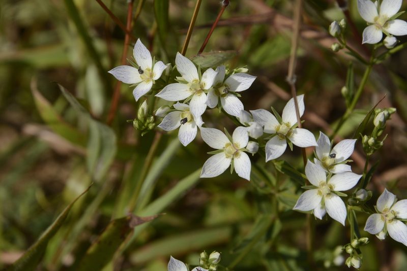 Swertia angustifolia, photographed by Siddarth Machado