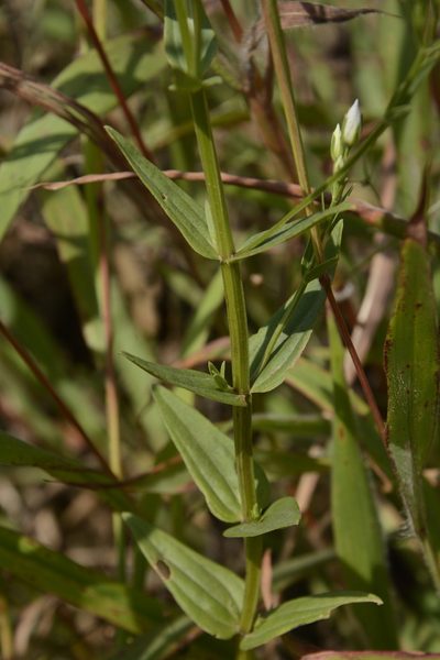 Swertia angustifolia, photographed by Siddarth Machado