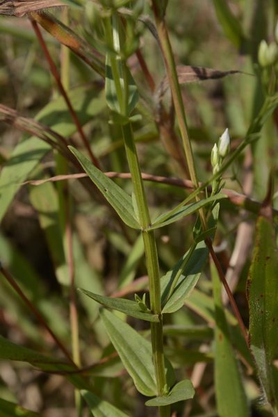 Swertia angustifolia, photographed by Siddarth Machado