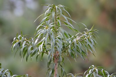 Podocarpus matudae, photographed by Neptalí Ramírez Marcial