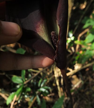 Anaphyllum wightii, photographed by Siddarth Machado