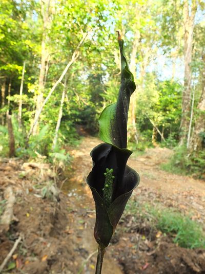 Anaphyllum wightii, photographed by Siddarth Machado