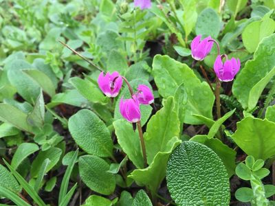 Primula frigida, photographed by Jason Grant