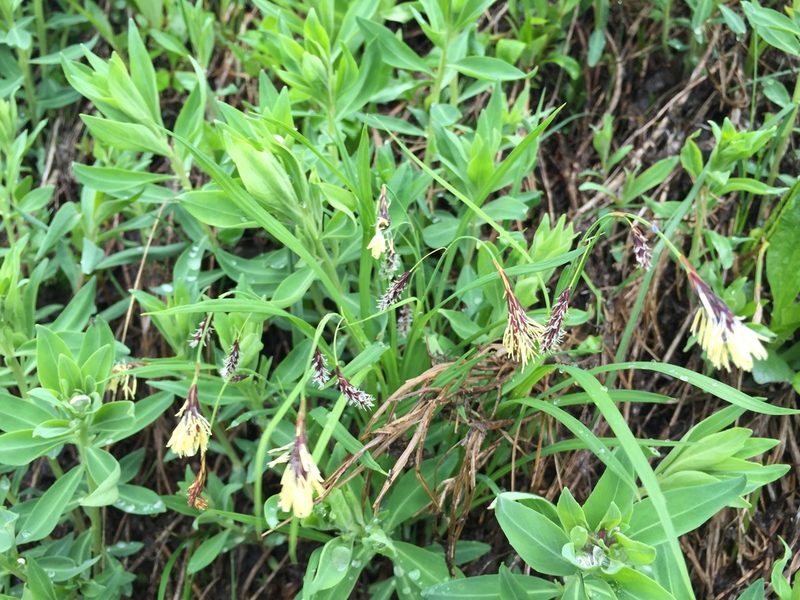Carex podocarpa, photographed by Jason Grant