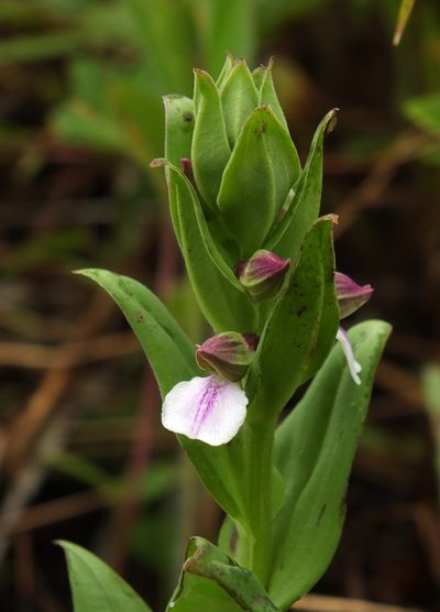 Brachycorythis wightii, photographed by Siddarth Machado