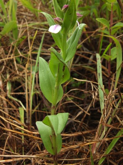 Brachycorythis wightii, photographed by Siddarth Machado