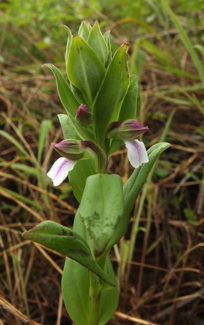 Brachycorythis wightii, photographed by Siddarth Machado
