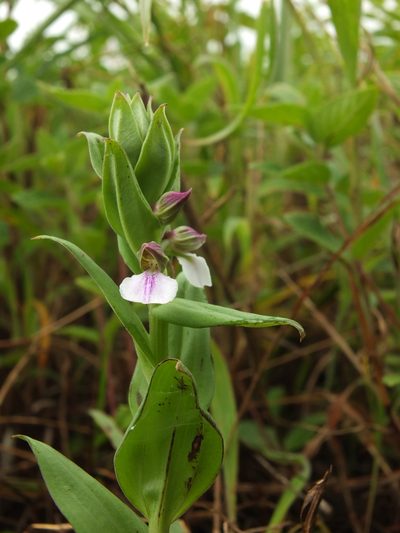 Brachycorythis wightii, photographed by Siddarth Machado