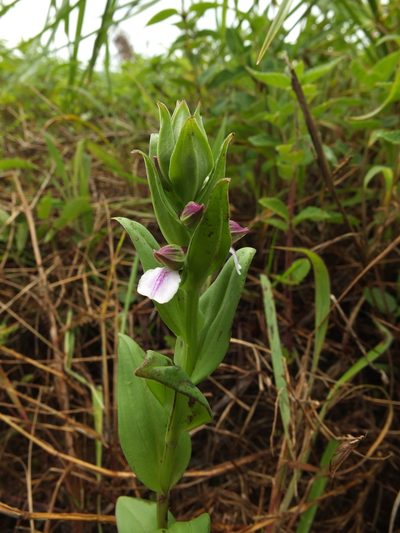 Brachycorythis wightii, photographed by Siddarth Machado