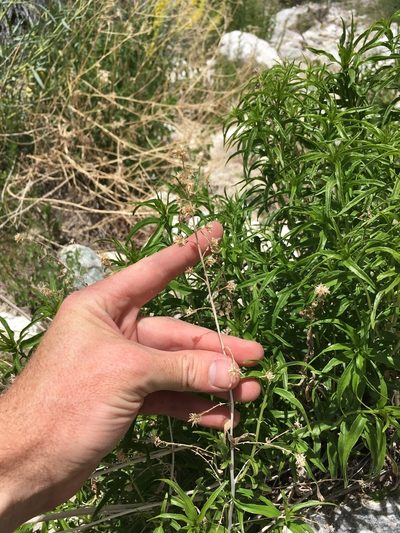 Brickellia longifolia, photographed by Martin Purdy