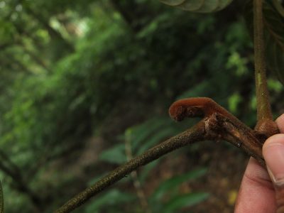 Canarium strictum, photographed by Siddarth Machado