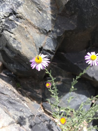 Erigeron breweri, photographed by Martin Purdy