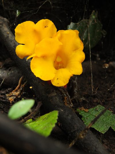 Christisonia bicolor, photographed by Siddarth Machado